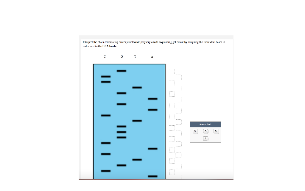 Solved Interpret the chain-terminating dideoxynucleotide | Chegg.com