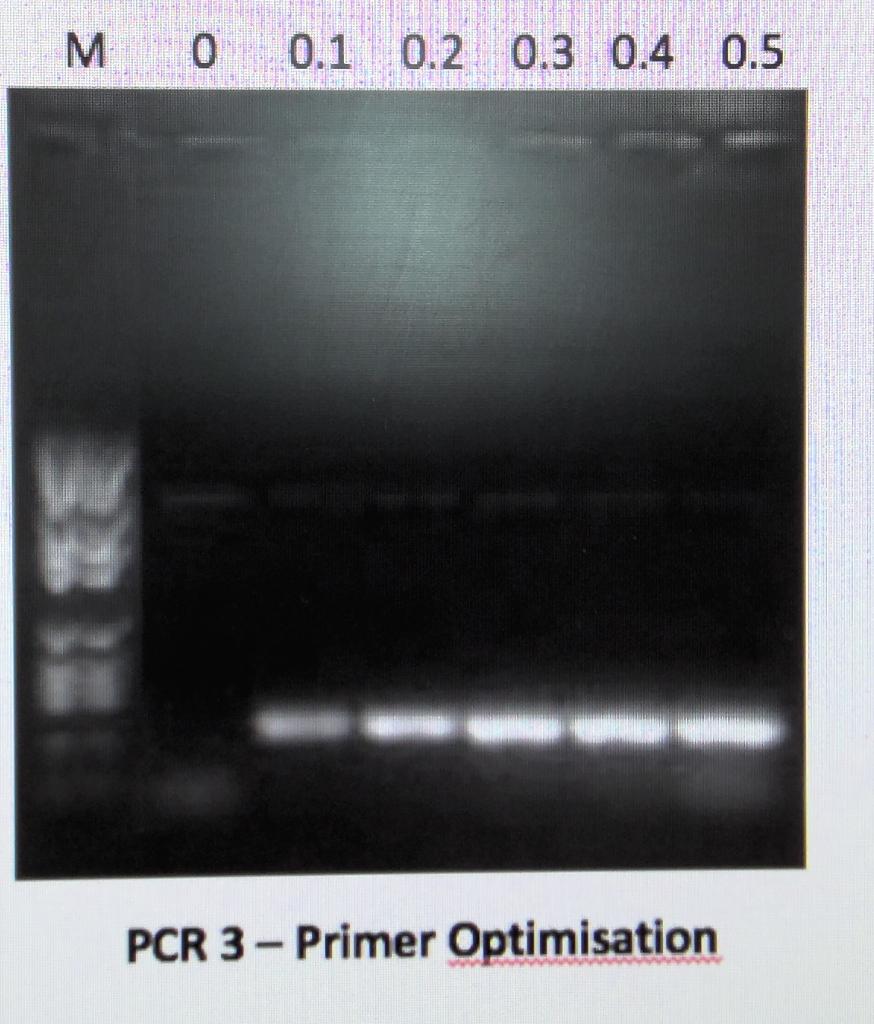Solved 1) PCR 3 VARYING PRIMER CONCENTRATION From the gel