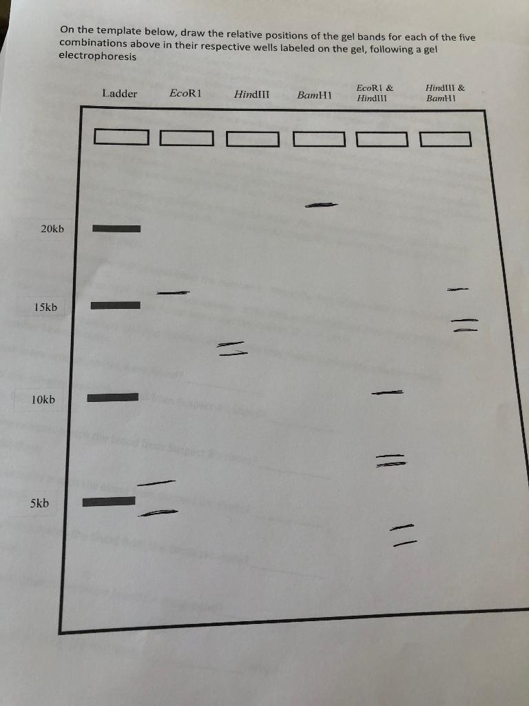 Solved Look at the restriction map of the pUC19 plasmid (28 | Chegg.com