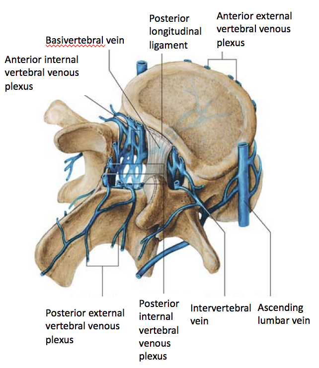 Internal Vertebral Venous Plexus 2429