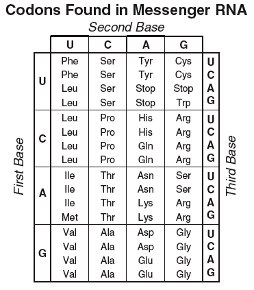 Solved 1) A particular protein has the amino acid sequence | Chegg.com