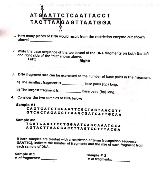 Solved ATGA ATTCTCAATTACCT TACTTAAGAGTTAATGG A 1. How many | Chegg.com