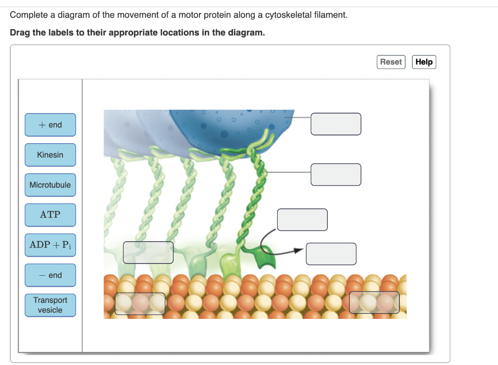 Solved Complete a diagram of the movement of a motor protein | Chegg.com