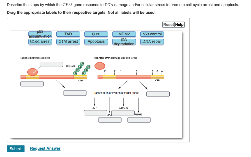 Solved Describe the steps by which the TP53 gene responds to | Chegg.com