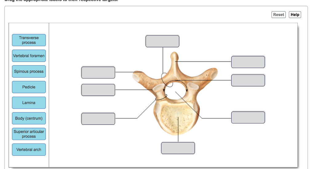 Foramina перевод с латинского. Superior articular process. Spinous process. Vertebral Arch. Transverse process.