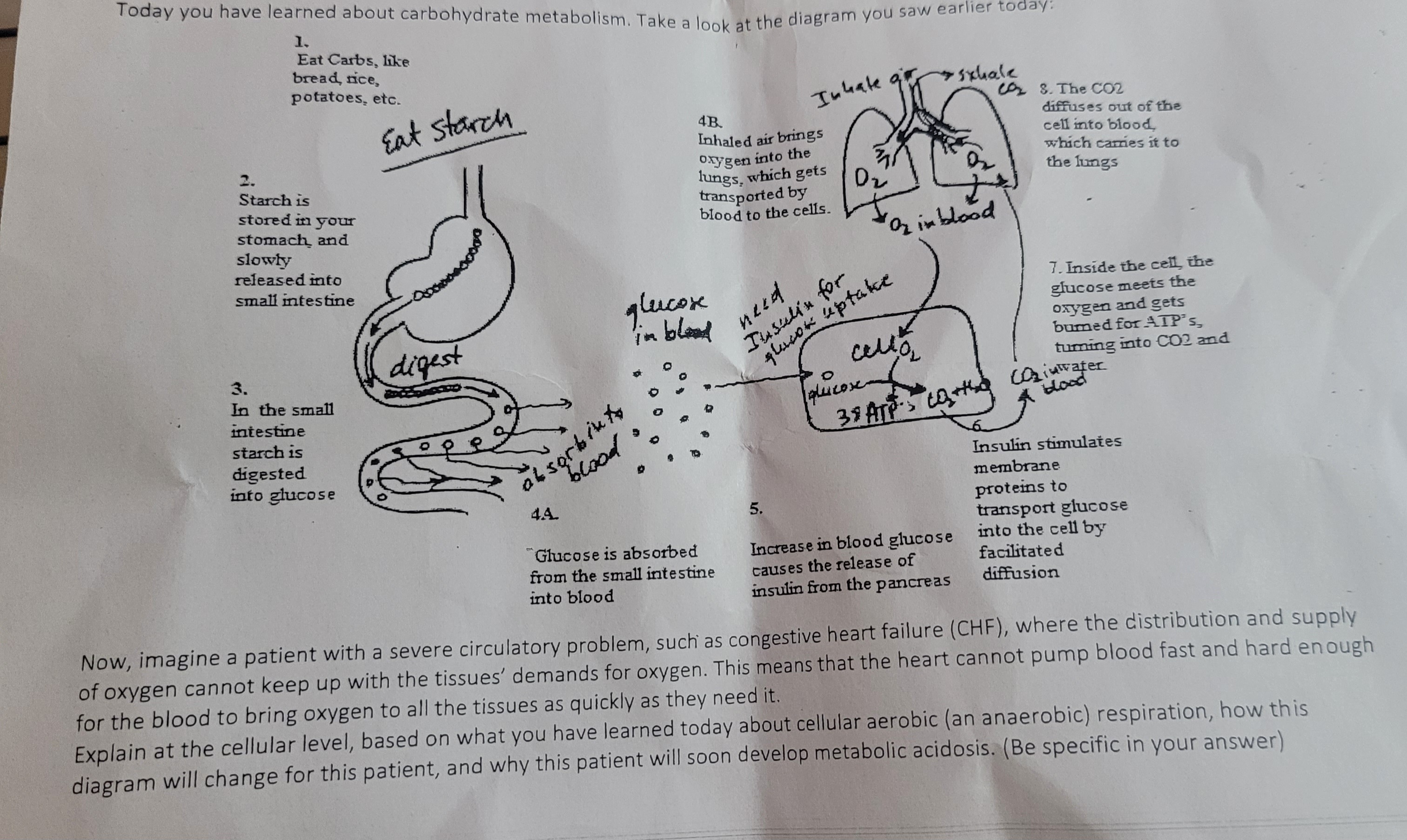 solved-now-imagine-a-patient-with-a-severe-circulatory-chegg