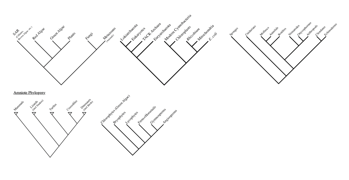 Solved The Following Phylogenetic Trees Were Given In Class. | Chegg.com