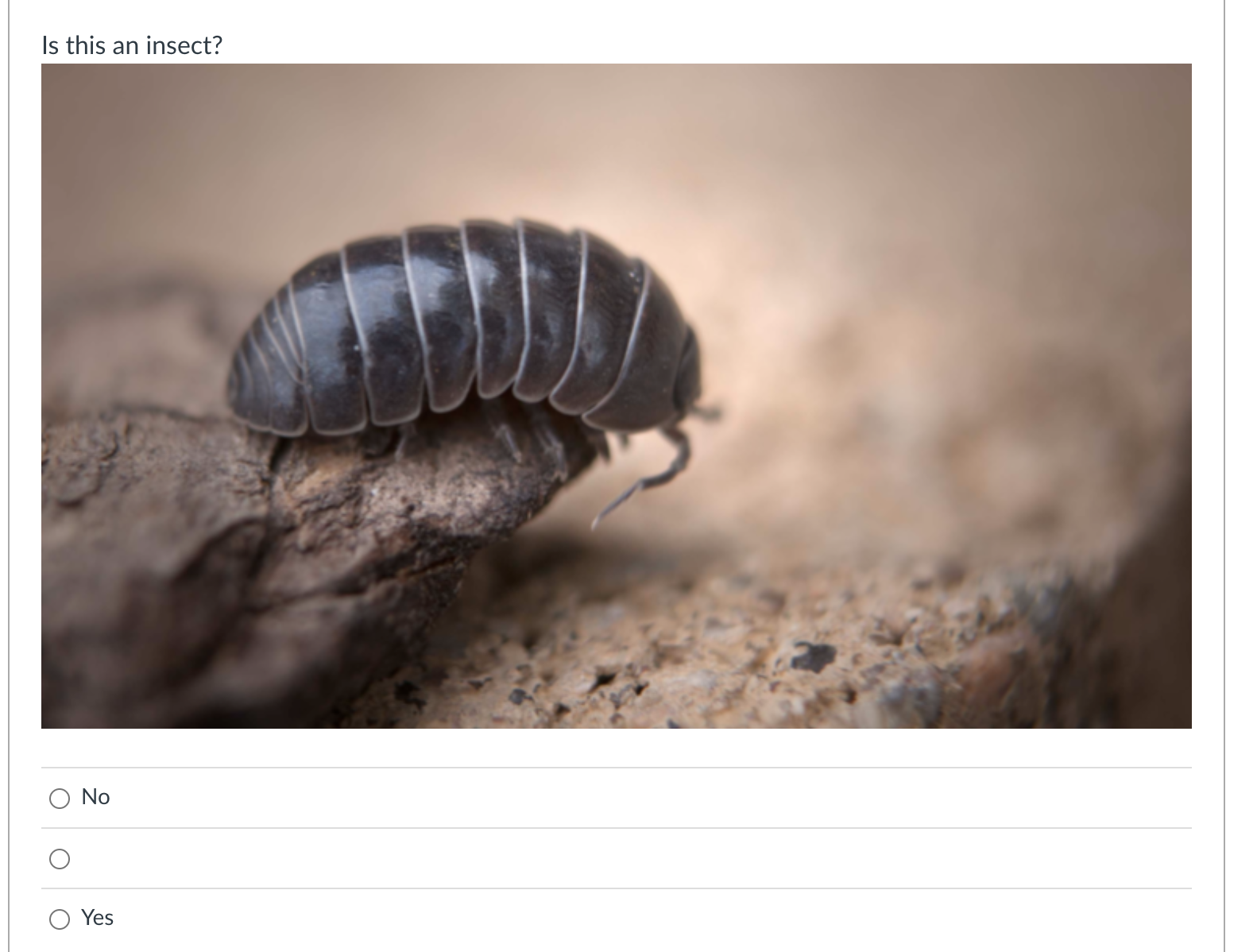 Solved Identify The Insect | Chegg.com