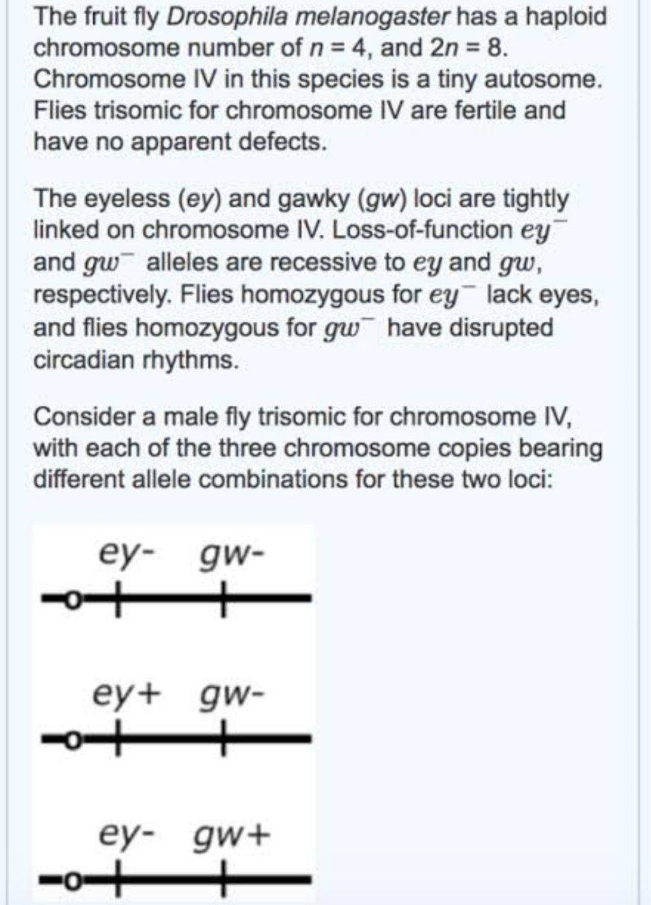 Solved The fruit fly Drosophila melanogaster has a haploid