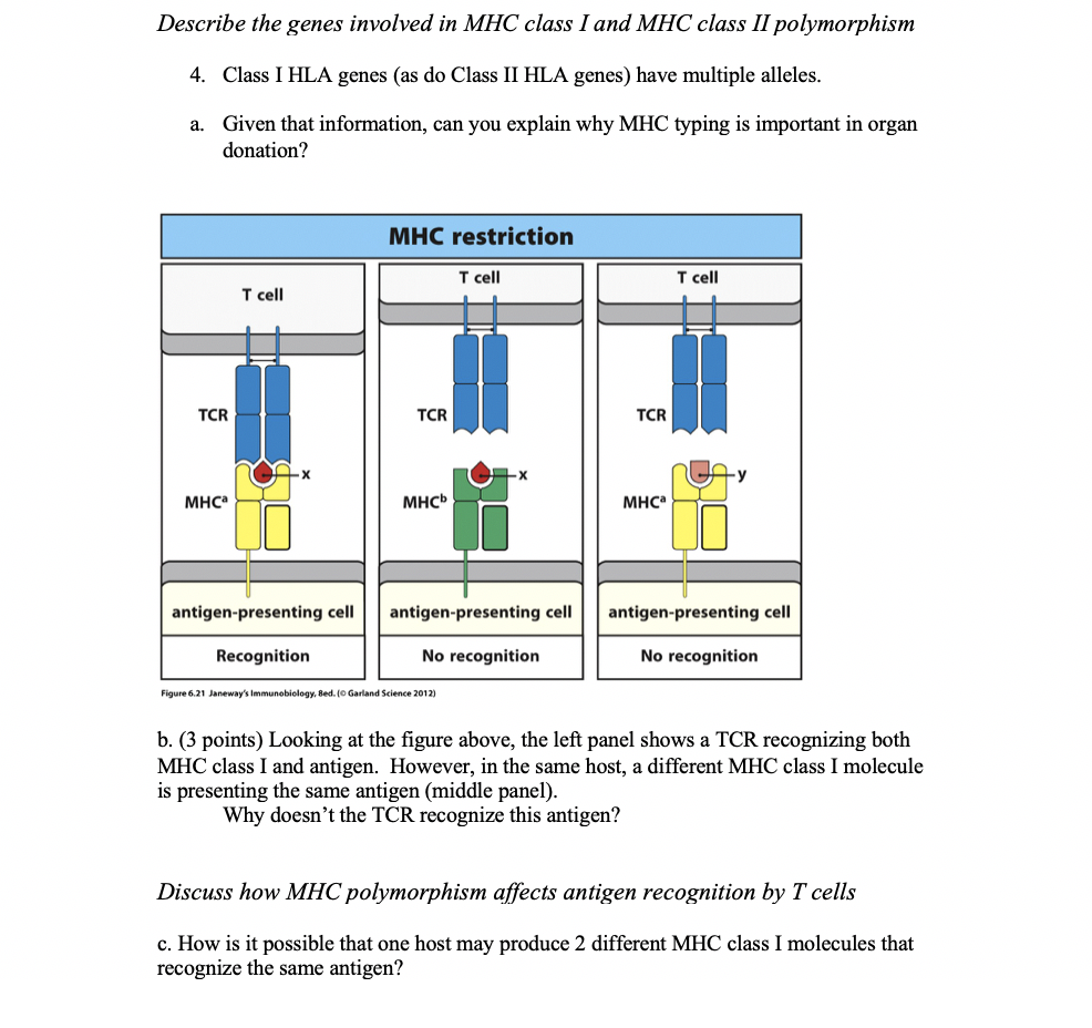 Solved Describe the genes involved in MHC class I and MHC | Chegg.com