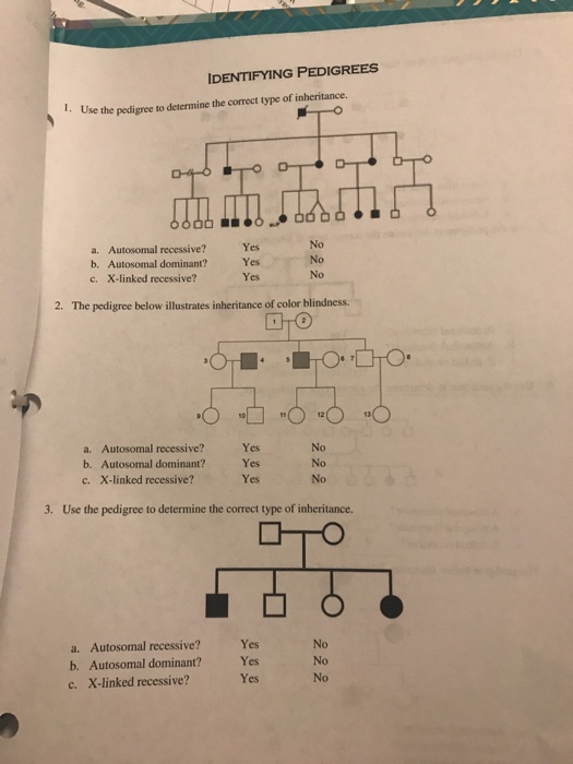 Solved DENTIFYING PEDIGREES I Use The Pedigree To Determine Chegg