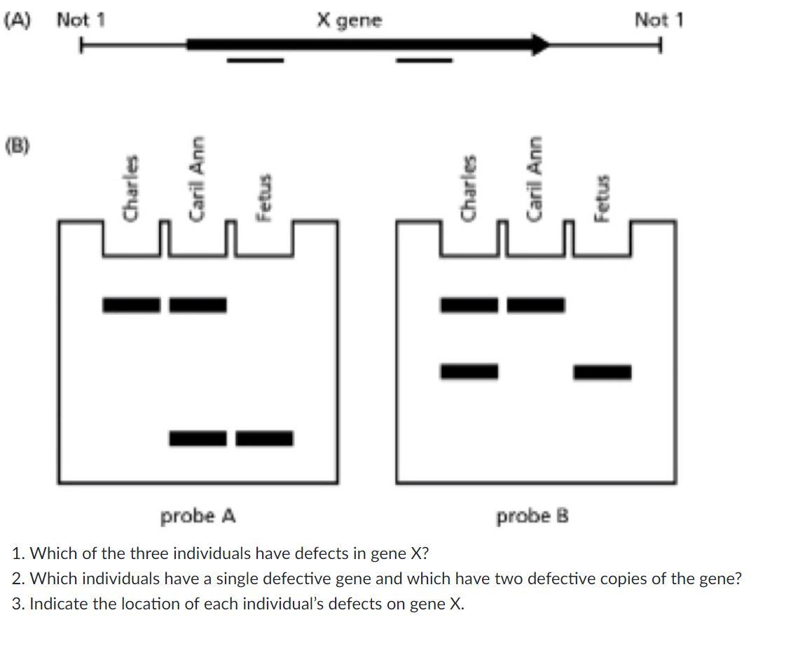Solved Assume that defects in a hypothetical gene X have | Chegg.com