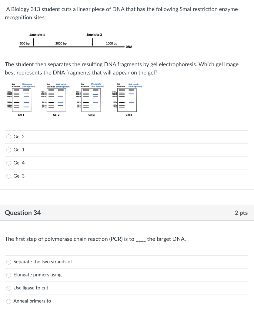 Solved A Biology 313 student cuts a linear piece of DNA that | Chegg.com