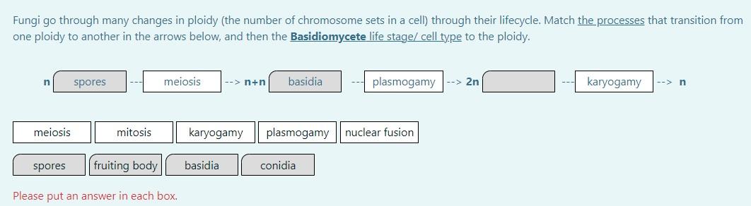 Fungi go through many changes in ploidy (the number of chromosome sets in a cell) through their lifecycle. Match the processe