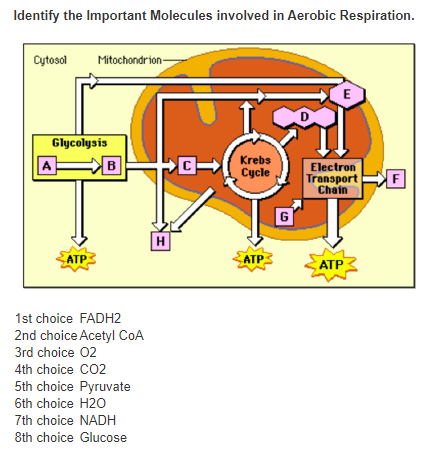 Solved Identify The Important Molecules Involved In Aerobic 