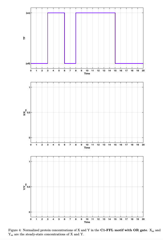Solved Look at the coherent type I feedforward loop with OR | Chegg.com