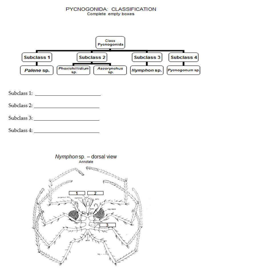 PYCNOGONIDA: CLASSIFICATION Complete empty boxes Subclass 1: Subclass 2: Subclass 3: Subclass 4: Nymphon sp. - dorsal view An