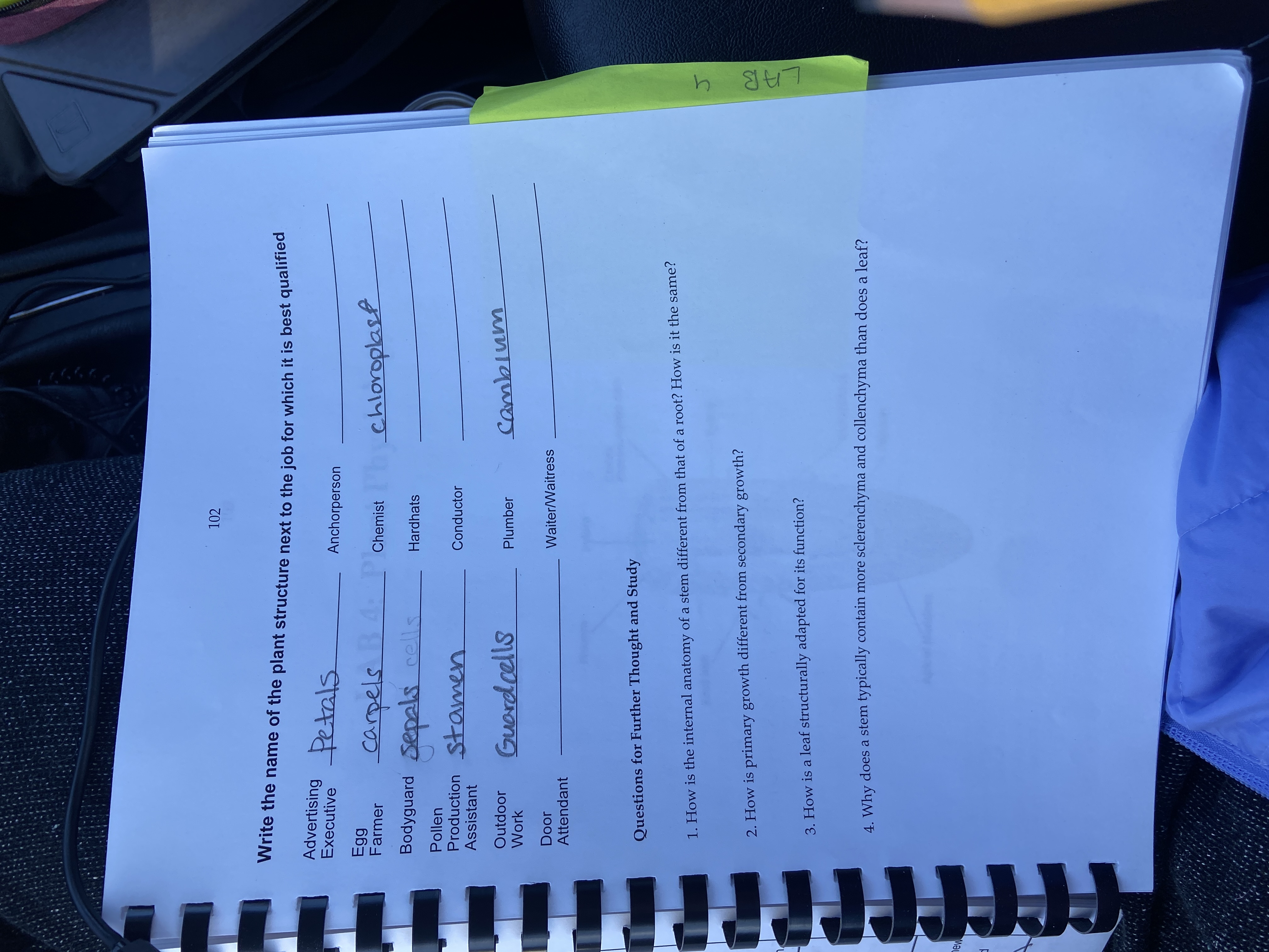 Solved Write the name of the plant structure next to the job | Chegg.com