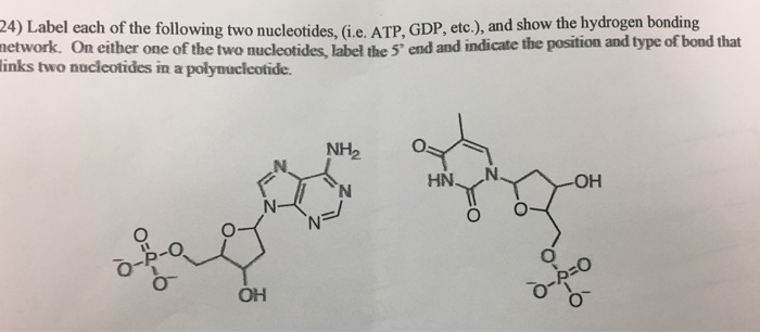 Solved Label each of the following two nucleotides, (i.e. | Chegg.com