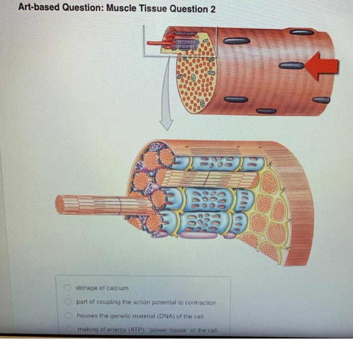 Solved Artbased Question Muscle Tissue Question 2 storage