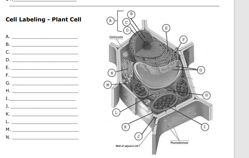 Solved Cell Labeling - Animal Cell 1. 2. 3 8 (10) 8. 9. 10. | Chegg.com