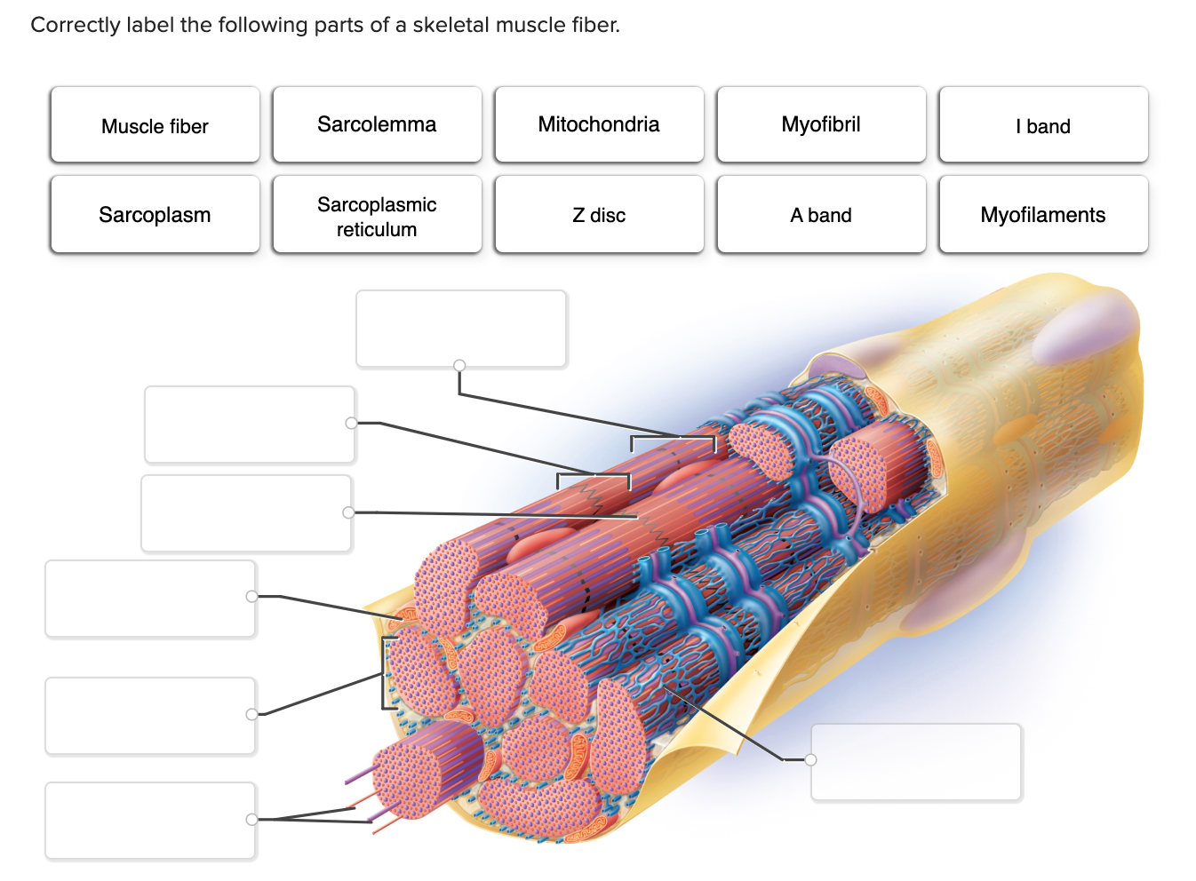 solved-correctly-label-the-following-parts-of-a-skeletal-chegg