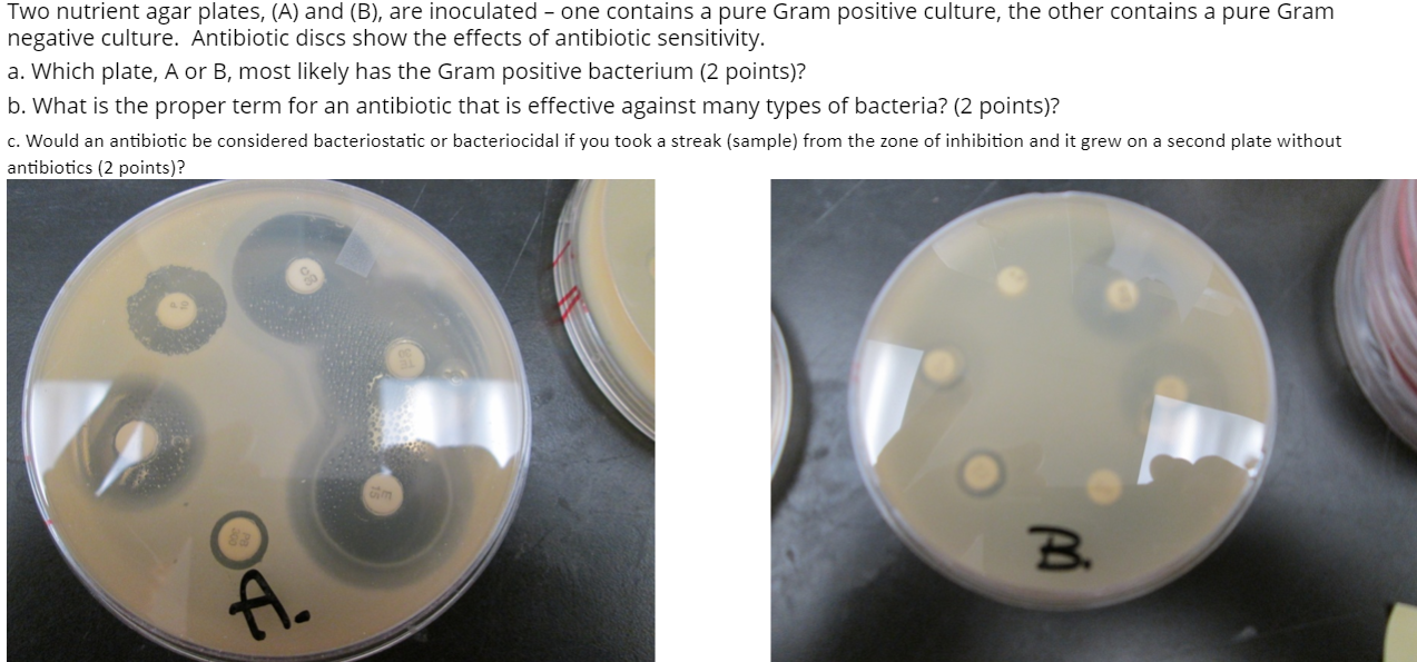 Solved Two nutrient agar plates, (A) and (B), are inoculated