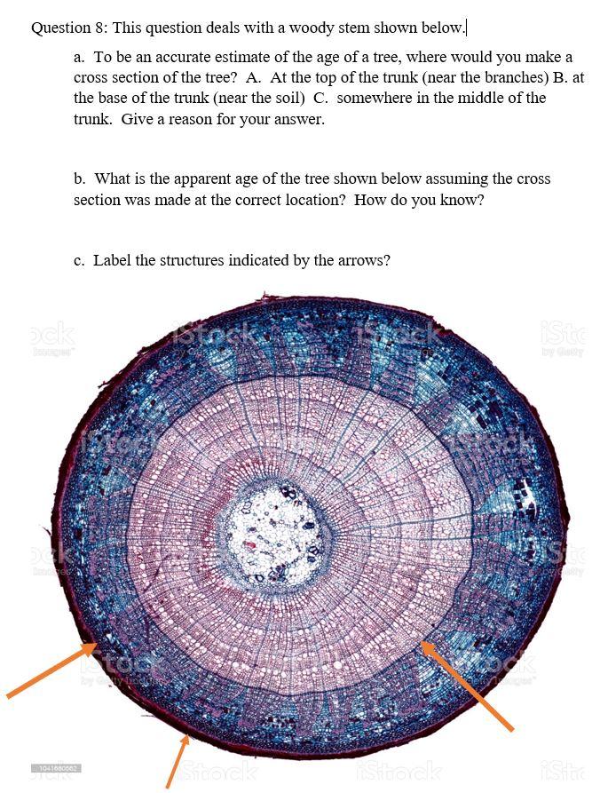 Solved Question 8 This Question Deals With A Woody Stem Chegg Com