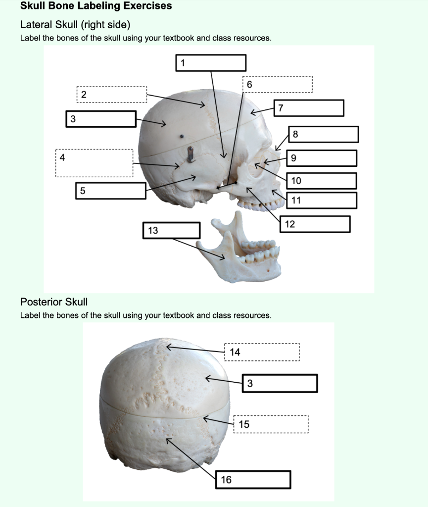 Skull Anatomy - Cranial Bone and Suture Labeled Diagram, Names