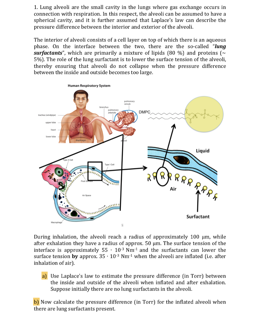 Solved 1. Lung alveoli are the small cavity in the lungs