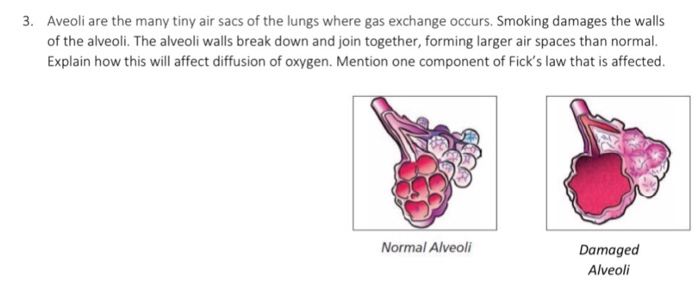 Solved Aveoli are the many tiny air sacs of the lungs where | Chegg.com