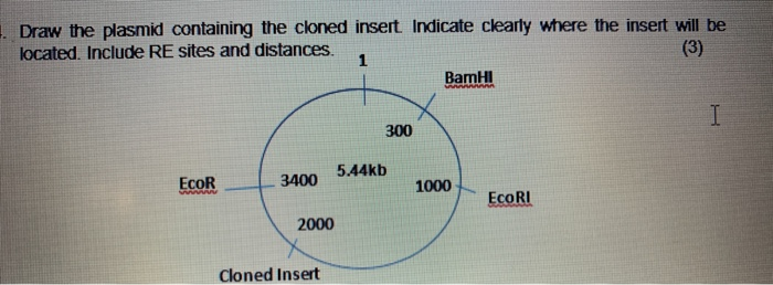 Solved . Draw the plasmid containing the cloned insert | Chegg.com