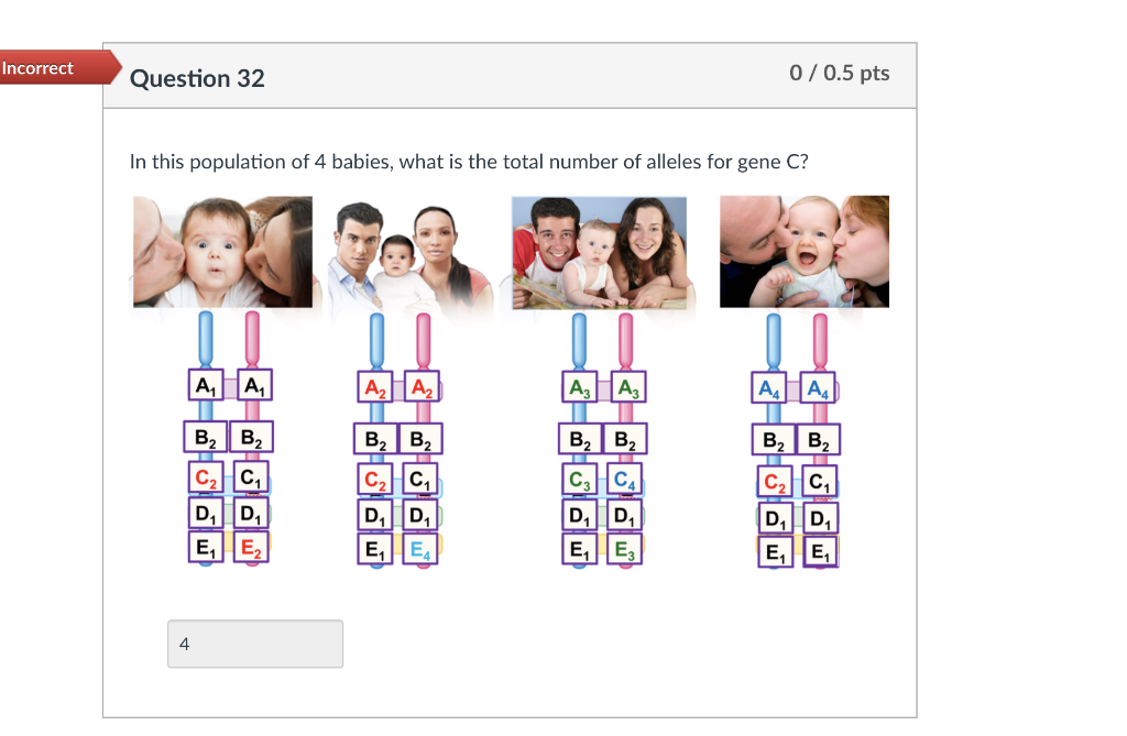 Solved rrect Question 28 0 / 0.5 pts In this population of 4 | Chegg.com