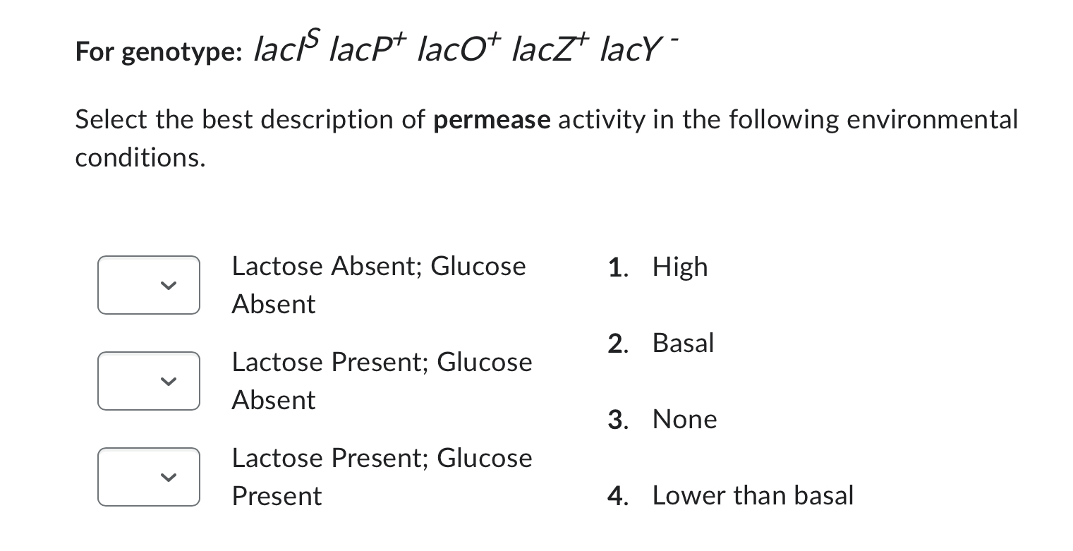 Solved For genotype: laclS lacP P+lacO O+lac Z+lacY Y− | Chegg.com