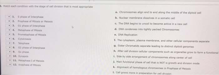 Solved . Match each condition with the stage of cell | Chegg.com