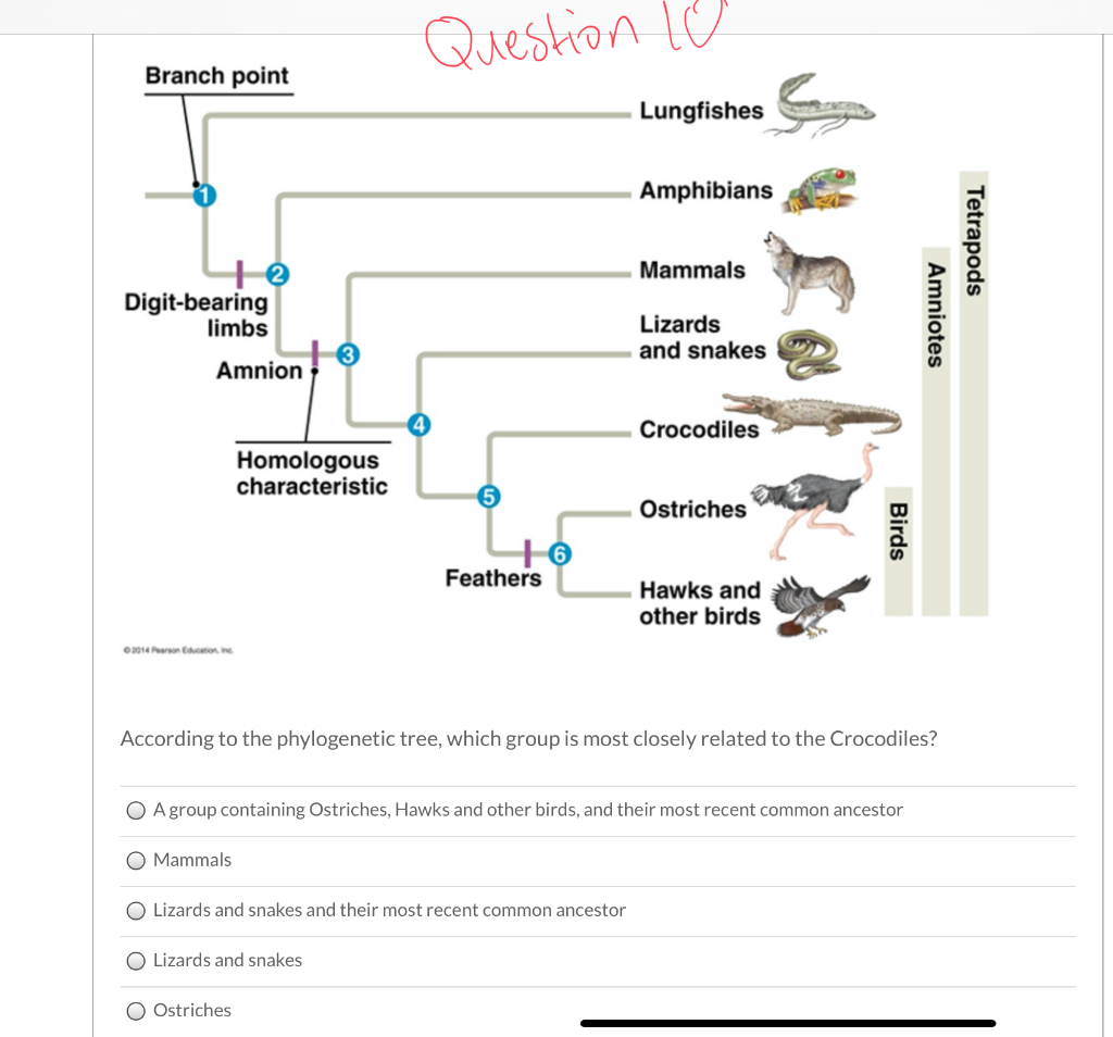 Question la Branch point Lungfishes Amphibians | Chegg.com