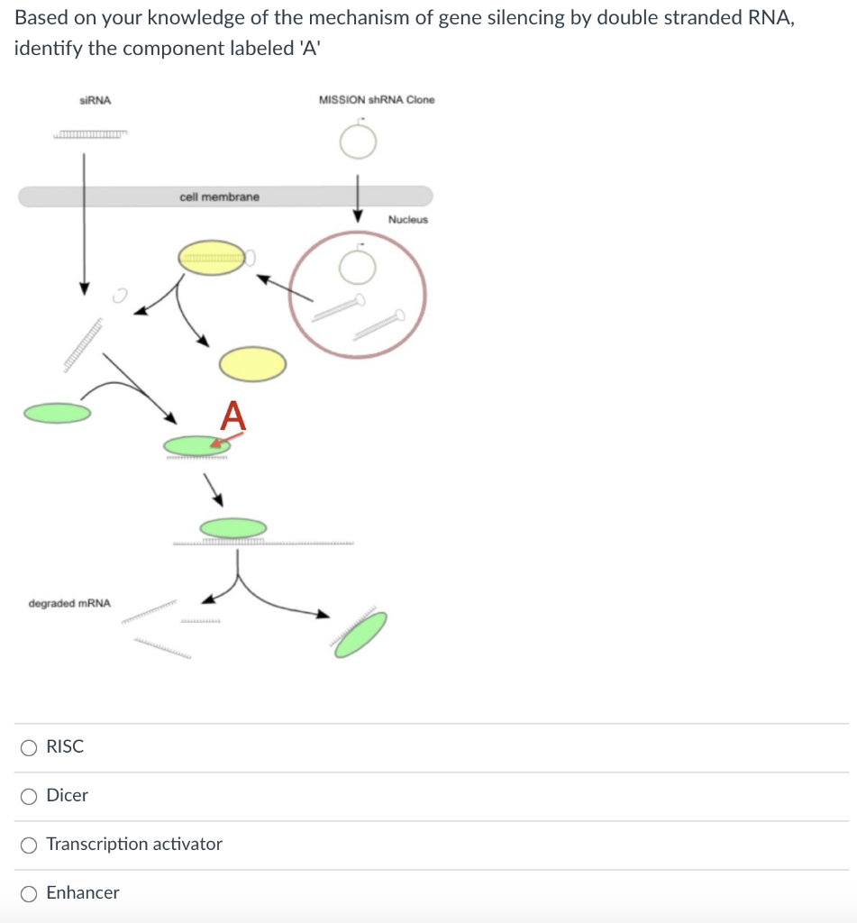 Solved Based On Your Knowledge Of The Mechanism Of Gene S Chegg Com