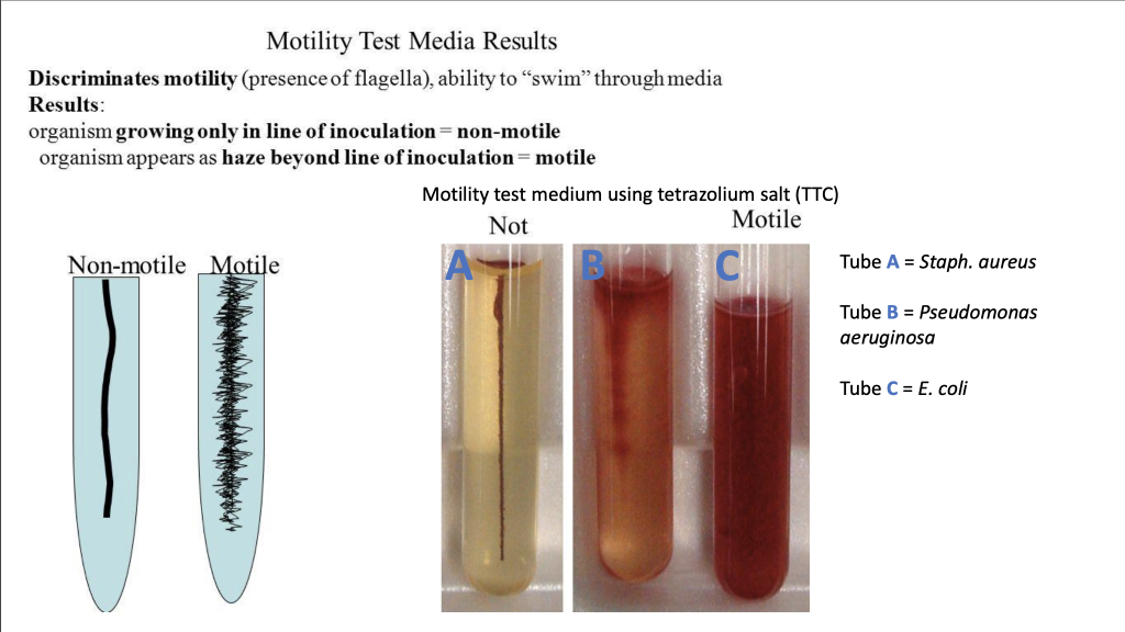 solved-use-these-files-to-answer-your-lab-report-1-motility-chegg