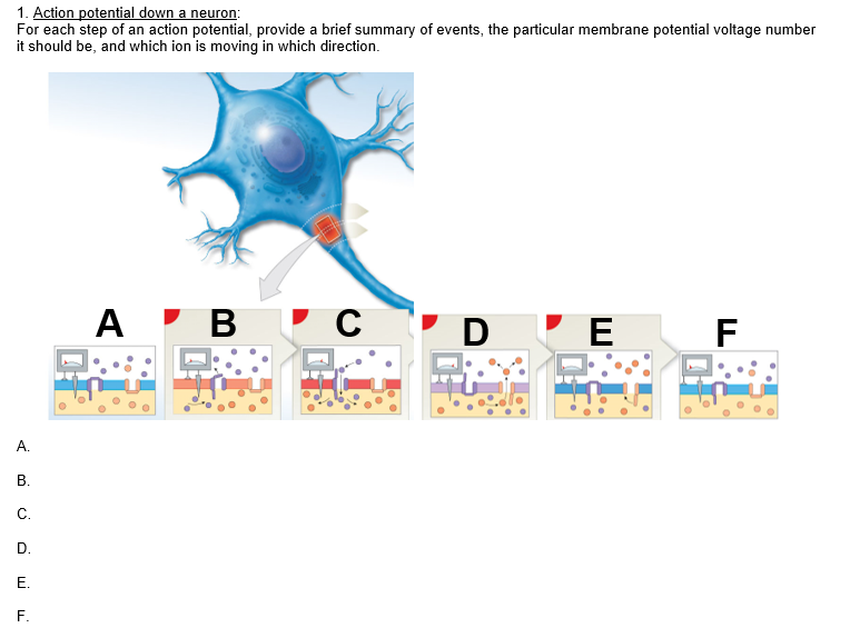 Solved 1. Action potential down a neuron: For each step of | Chegg.com