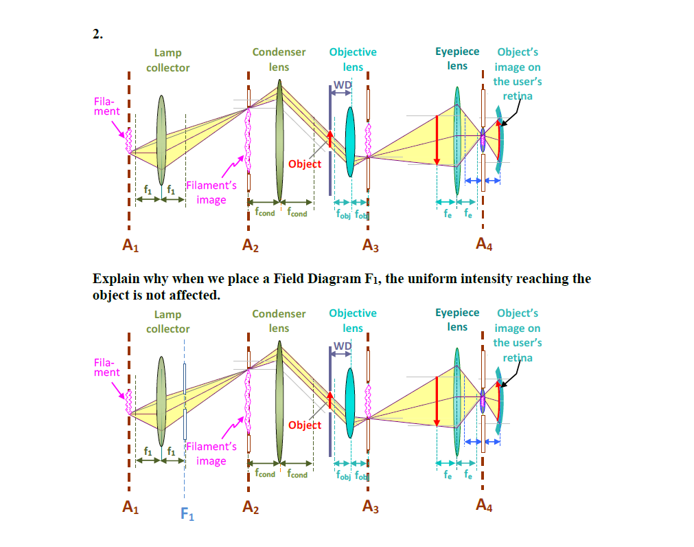 Solved 2. Lamp collector Condenser lens Objective lens 1 WD