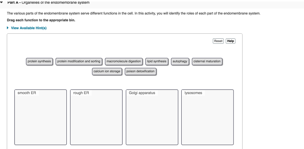 Solved Part A Urganelles of the endomembrane system The