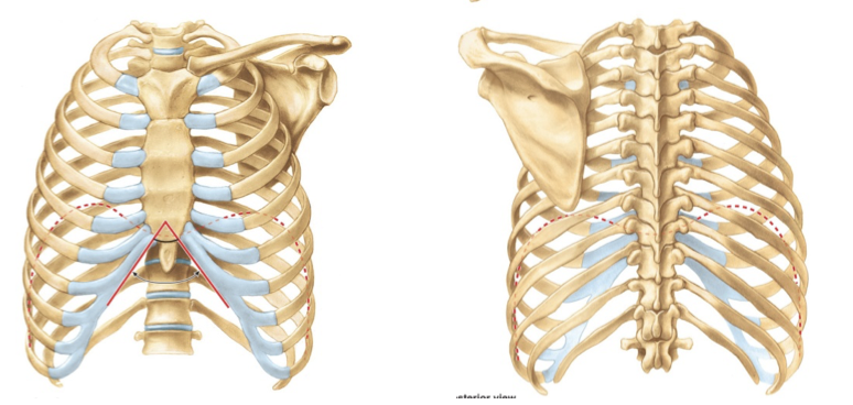 Surface anatomy thorax Flashcards