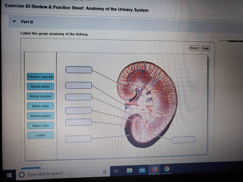 Solved Exercise 43 Review & Practice Sheet: Anatomy of the | Chegg.com