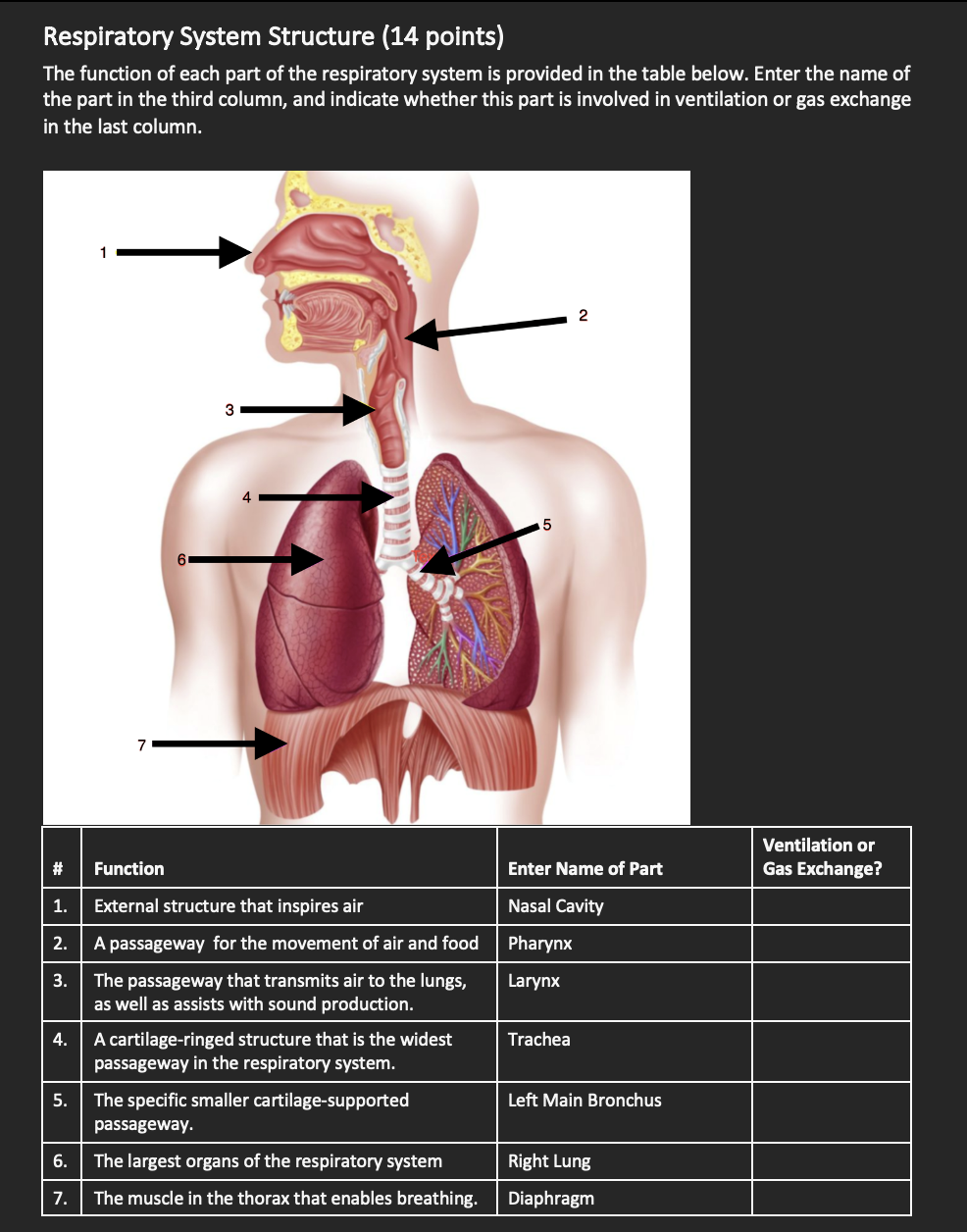 parts of respiratory system and its function