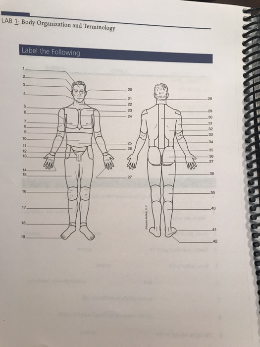 Solved: 1: Body Organization And Terminology Match The Fol... | Chegg.com