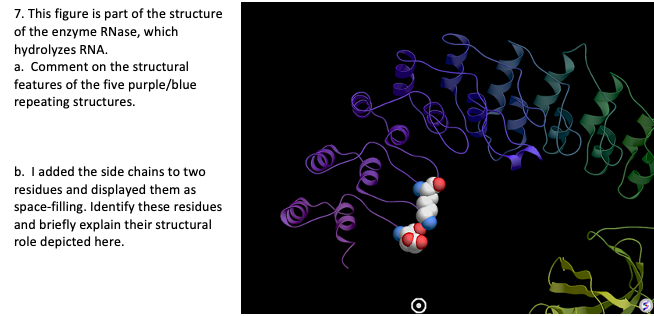 7. This figure is part of the structure of the enzyme RNase, which hydrolyzes RNA.
a. Comment on the structural features of t