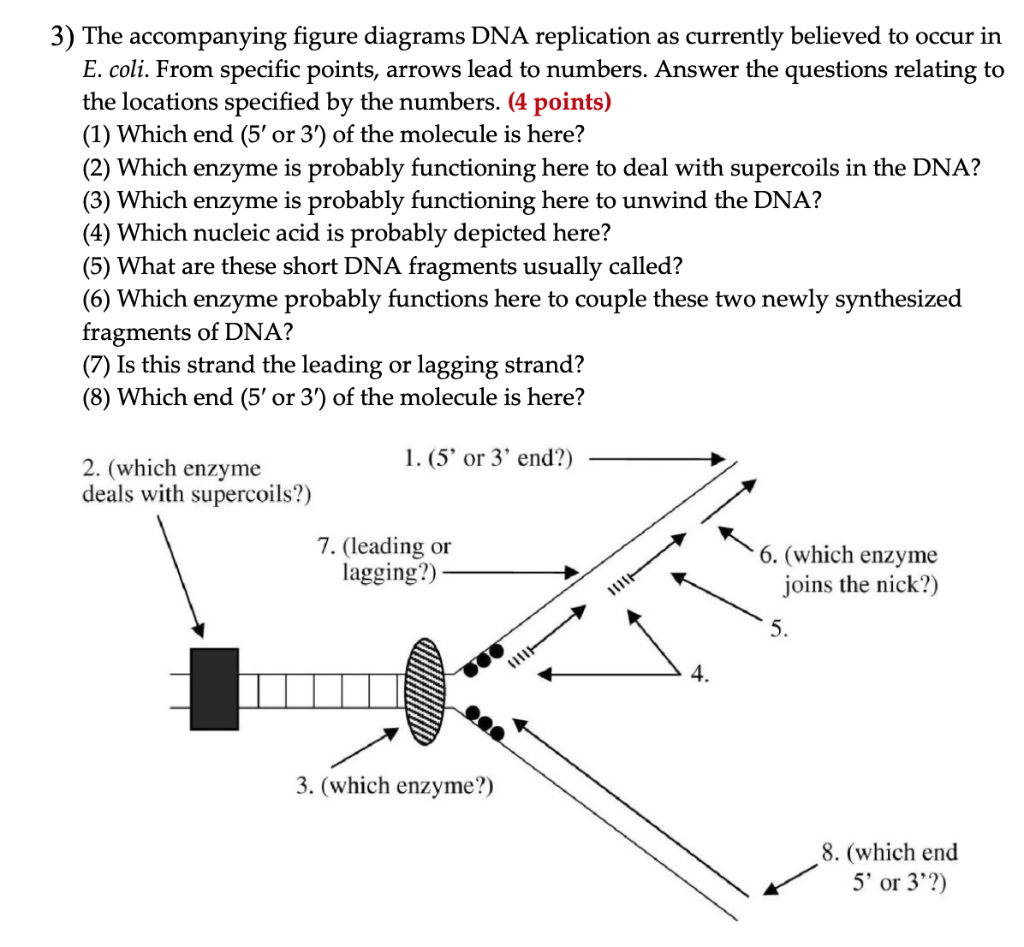 critical thinking questions dna replication