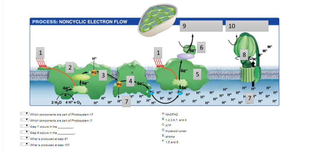 Solved Process Noncyclic Electron Flow 10 E 6 00 5 4e Chegg Com