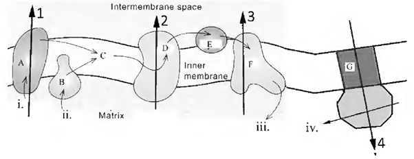 Solved 1. Mitochondrial disease The figure below shows the | Chegg.com