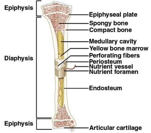 Long Bone Diagram Unlabeled - The outside of the flat bone consists of ...